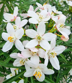 Choisya ternata 'Scented Gem'